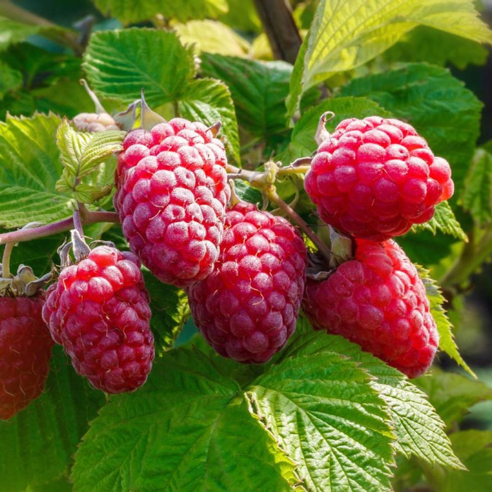 Малина Брусвяна