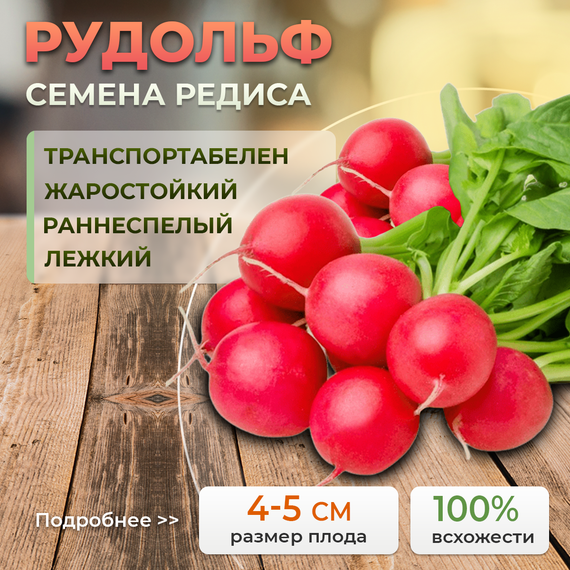 РУДОЛЬФ семена редиса (Bejo | Alexagro)