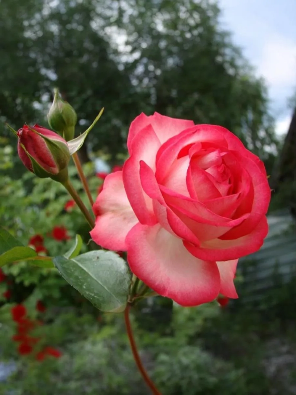 Роза плетистая Антик-89