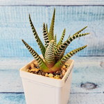 Haworthia Fasciata Big Band (Хавортия)