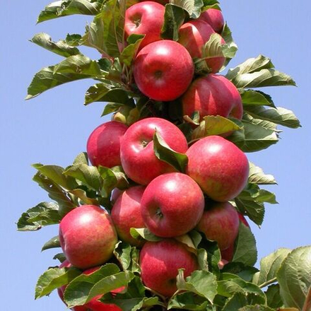 Яблоня колоновидная Арбат