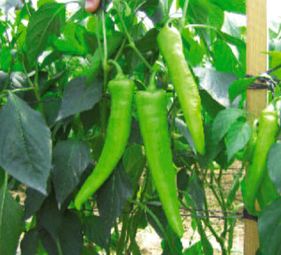 Сафьян F1 семена перца острого (Clause / Клос)