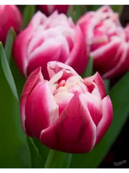 Тюльпаны пионовидные ,луковицы 12+ сорт COLUMBUS (3штуки)