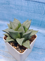 Haworthia Comptoniana hyb. (Хавортия)