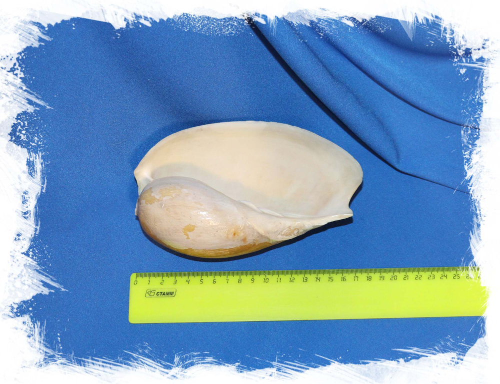 Цимбиум тритонис (Cymbium tritonis) размер