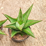 Сансевиерия GOLDFLAME