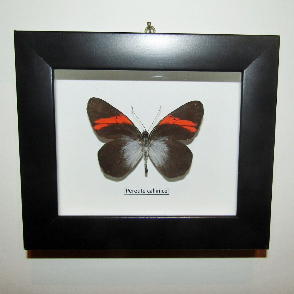 Бабочка Переута в рамке
