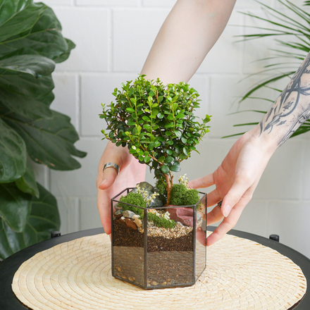 Готовый флорариум бонсай Мирсина в призме