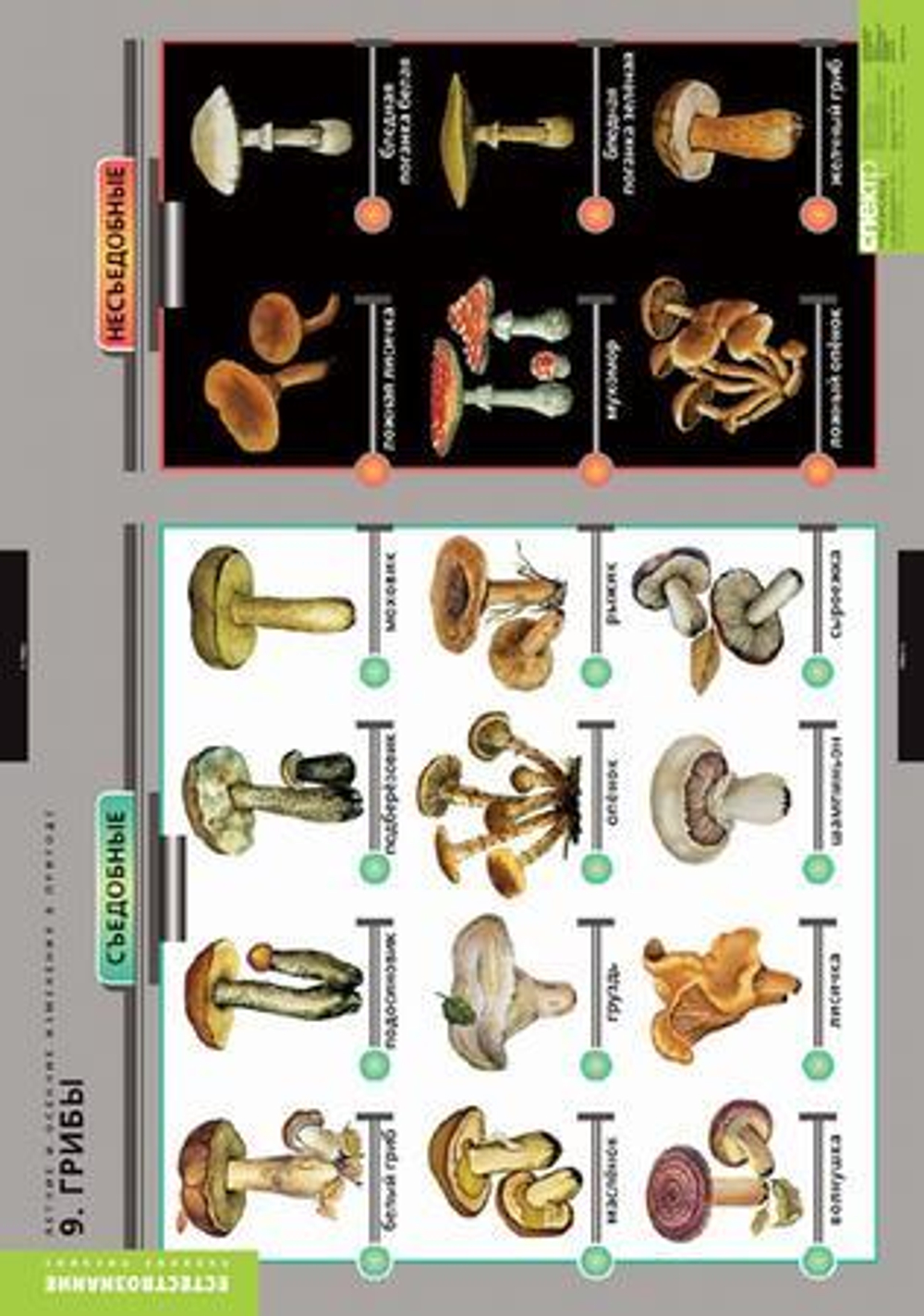 Комплект таблиц "Окружающий мир. Летние и осенние изменения в природе"; 13 таблиц + 32 карт.