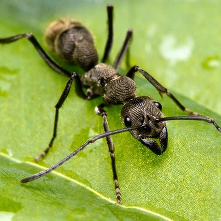 Муравьи Diacamma rugosun (Морщинистый муравей)