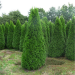 Туя западная Смарагд С20 120-140