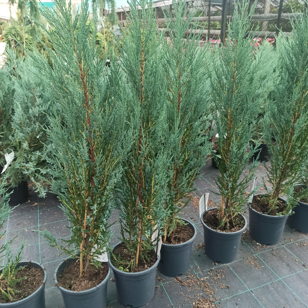 Можжевельник скальный "Blue Arrow"