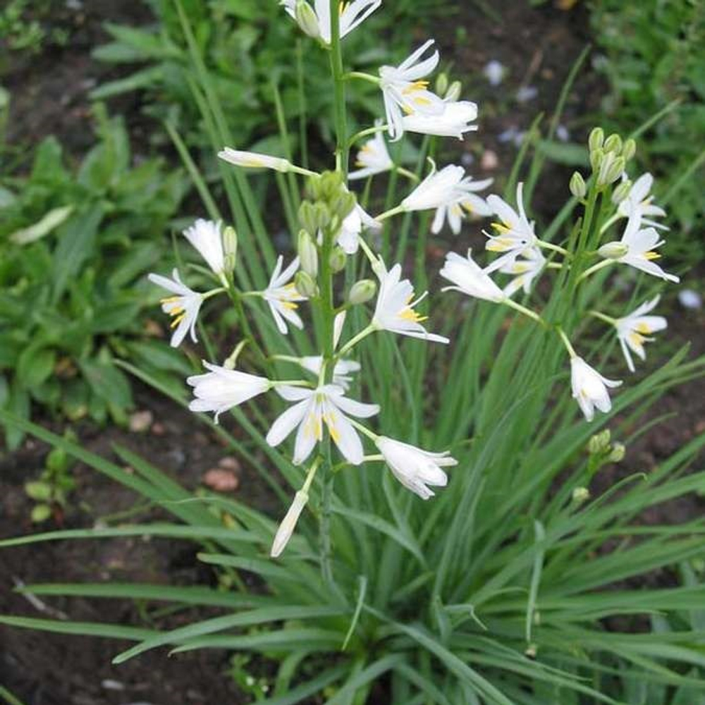 Ирис злаковидный. Iris graminea.