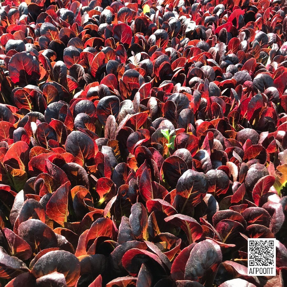 Бойд семена салата ромэн (Rijk Zwaan / Райк Цваан) в поле – фото 3