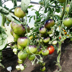 Помидоры - Red Charcoal - Красный Уголь