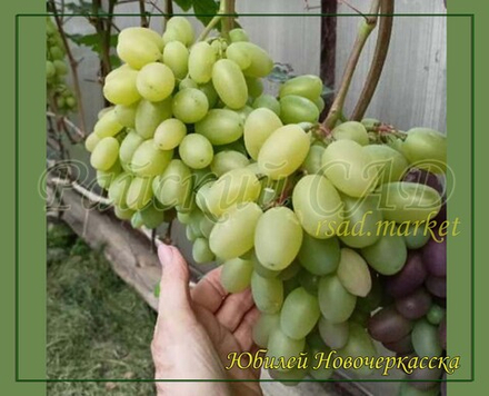 Виноград Юбилей Новочеркасска