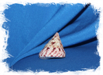 Морская ракушка Конический Трохус, Tectus conus
