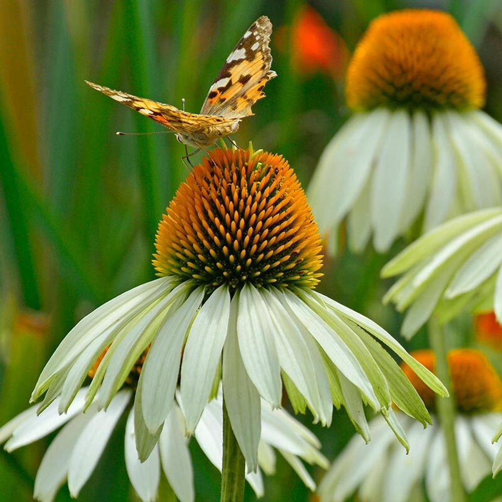 Эхинацея пурпурная "White Swan". Echinacea purpurea "White Swan".