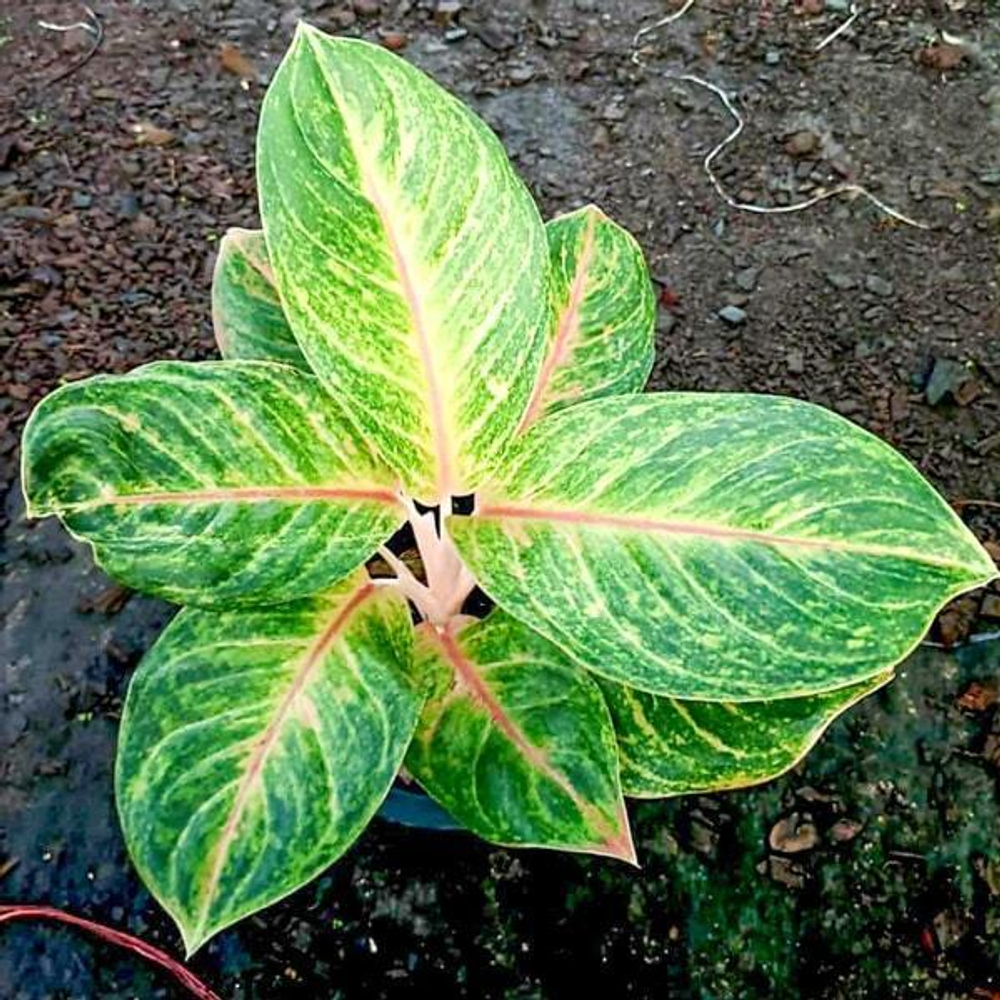 Аглаонема SAB NAREE