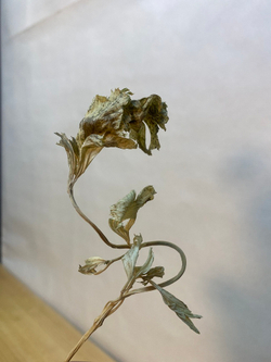 Сельдерей листовой сушёный