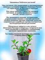 Гортензия Стронг Анабель древовидная