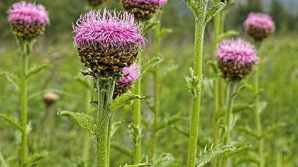 Левзея (маралий корень)