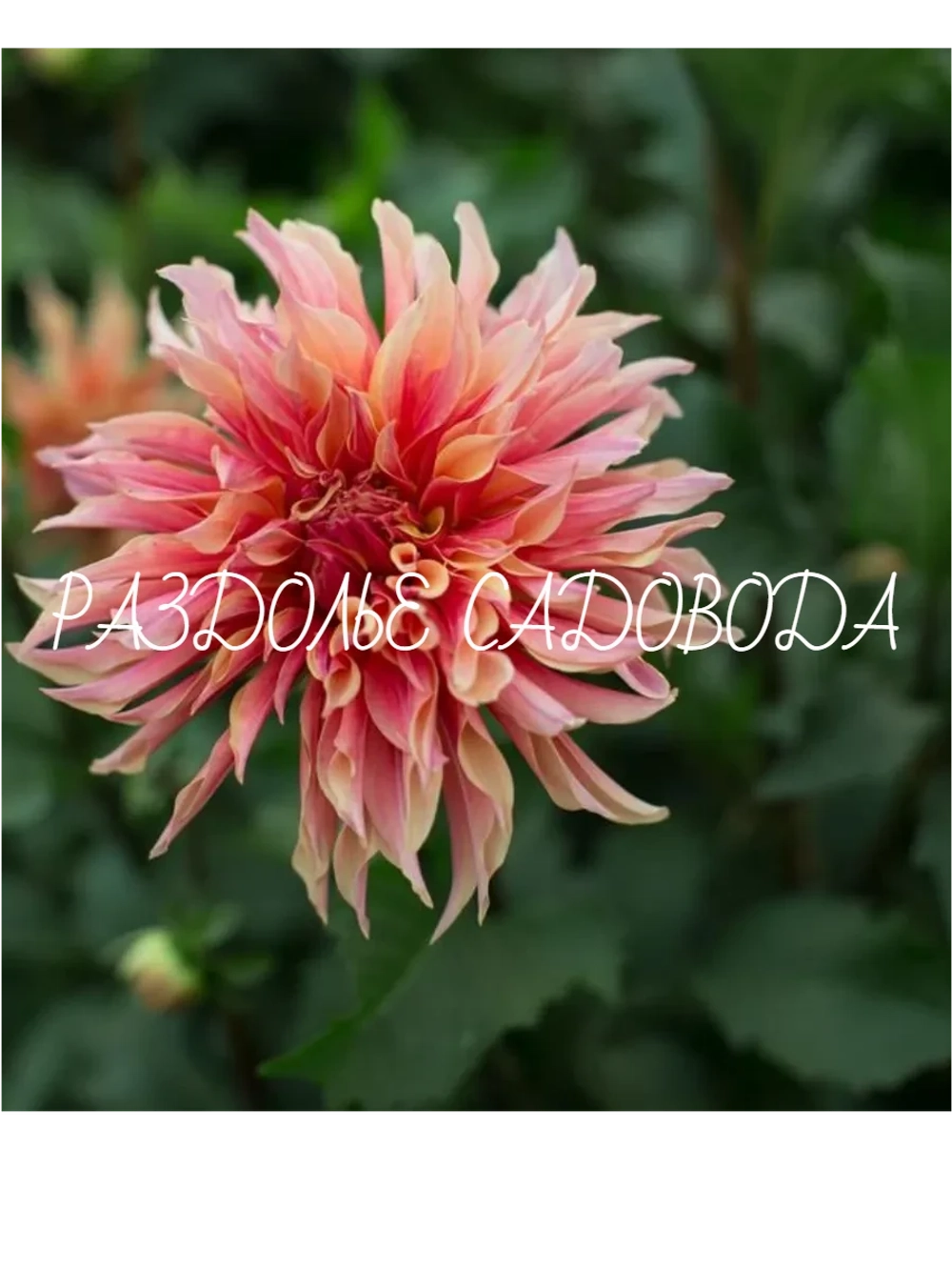 Георгина декоративная Лабиринт