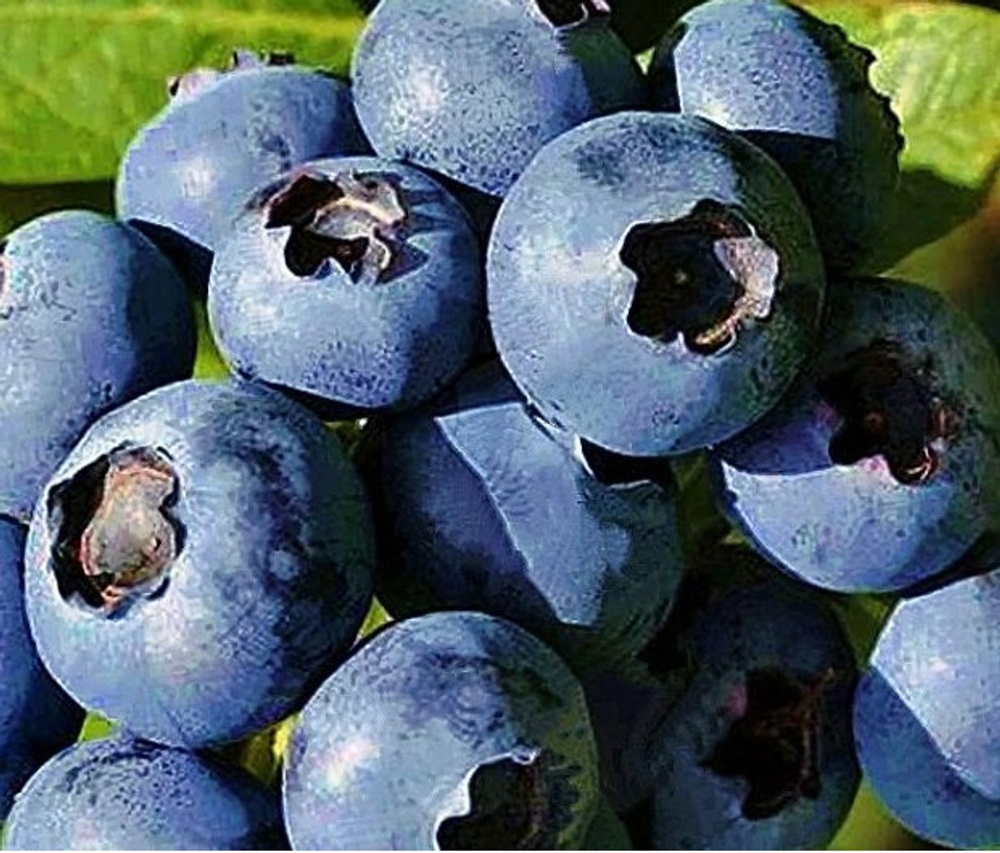 БОНУС (Bonus) голубика 1 год р9