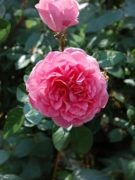 Роза шраб Заида