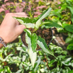 Сингониум MAJESTY