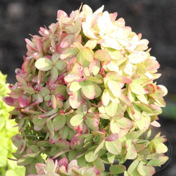 Гортензия метельчатая Гарденлайт Гринлайт (3/4 ветки) Закупка М59 апрель 2026