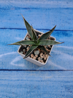 Agave Filifera (Агава)