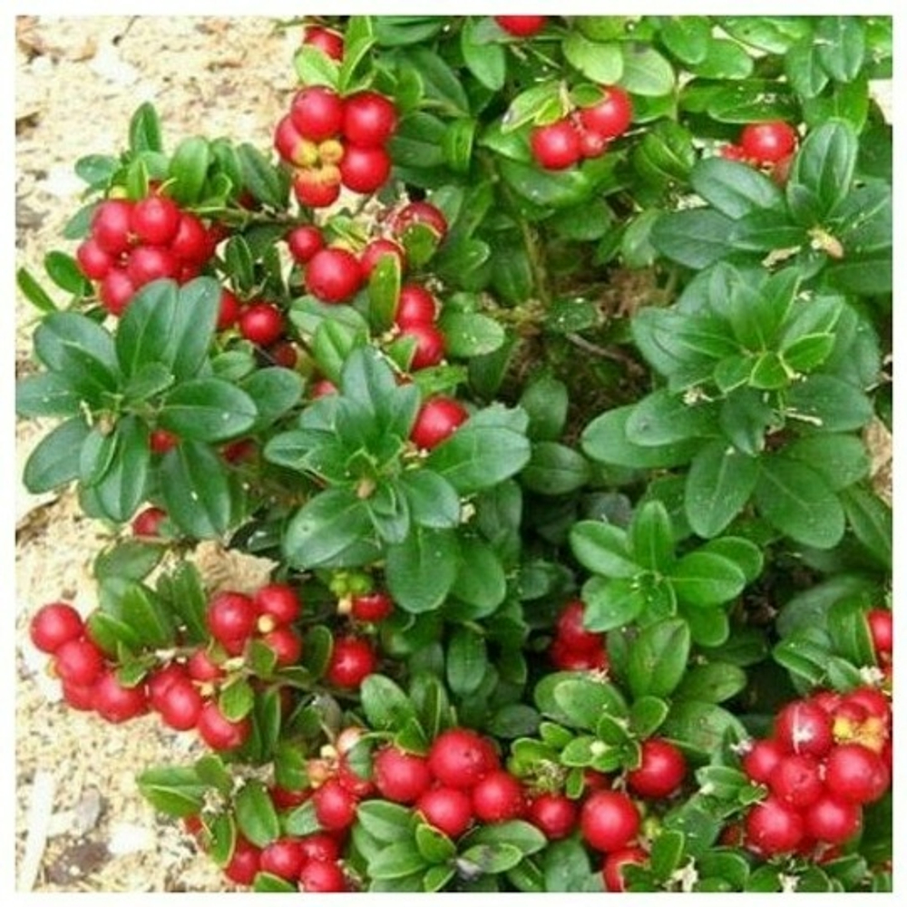 Брусника Коралл