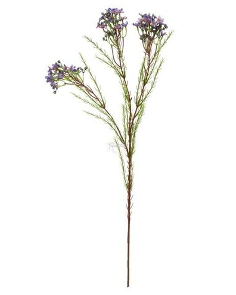 Хамелациум - Фиолетовый