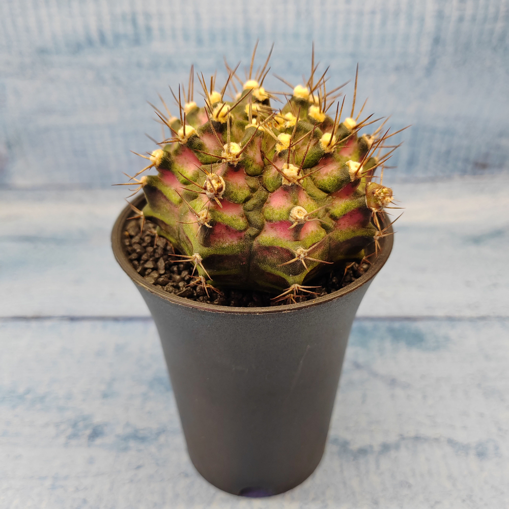 Gymnocalycium T-Rex Pink hybride (Гимнокалициум T-rex)