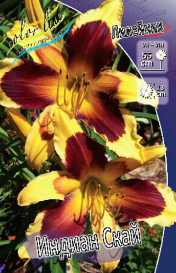 Лилейник Индиан Скай