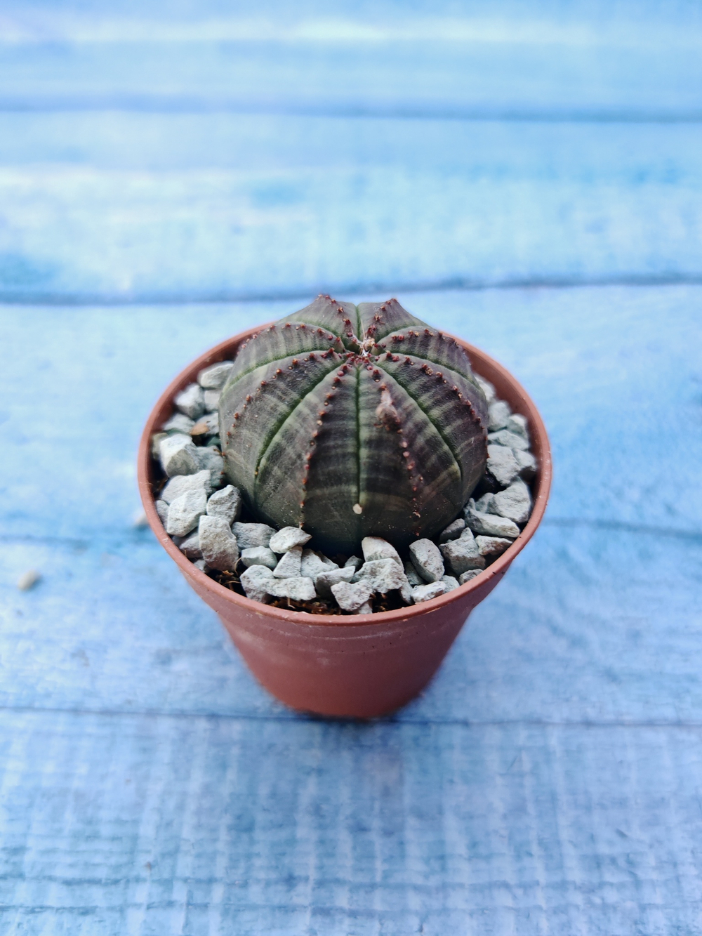Суккулент Euphorbia Obesa (Эуфорбия)