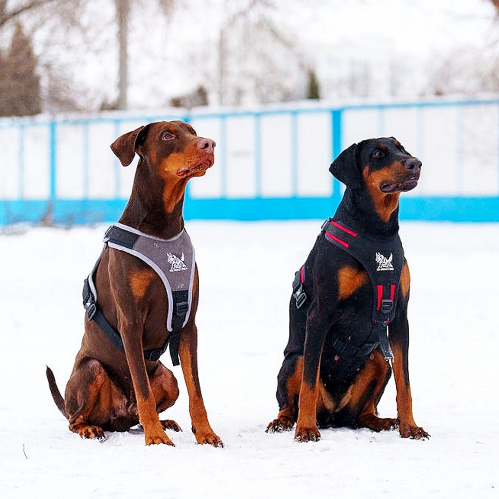 Шлейка для служебных, спортивных и активных собак K9 INDUSTRIES