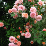 Роза английская душистая Абрахам Дерби С6