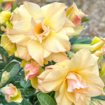 Адениум обесум THONG EK