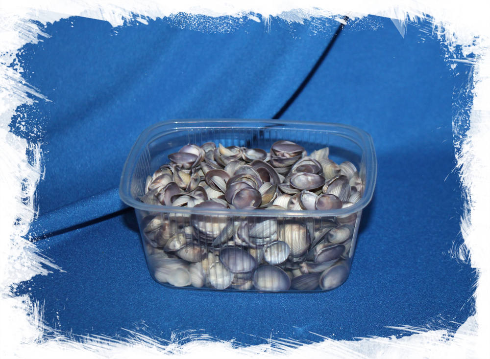 Фиолетовые ракушки для поделок