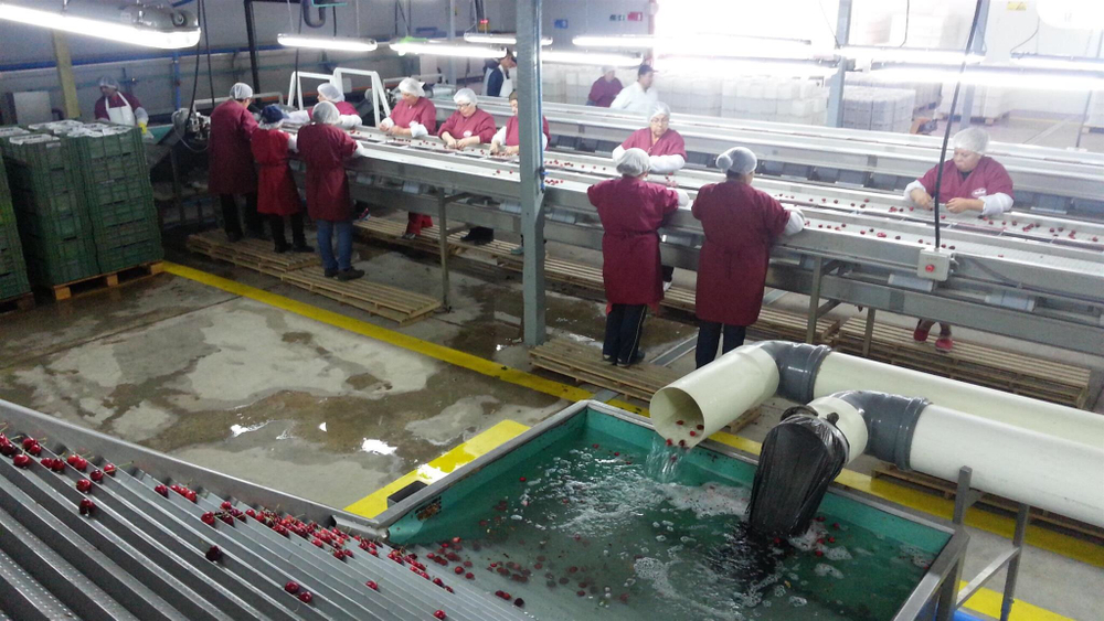 черешня чилийская сорт Bing, lapins ,Van.