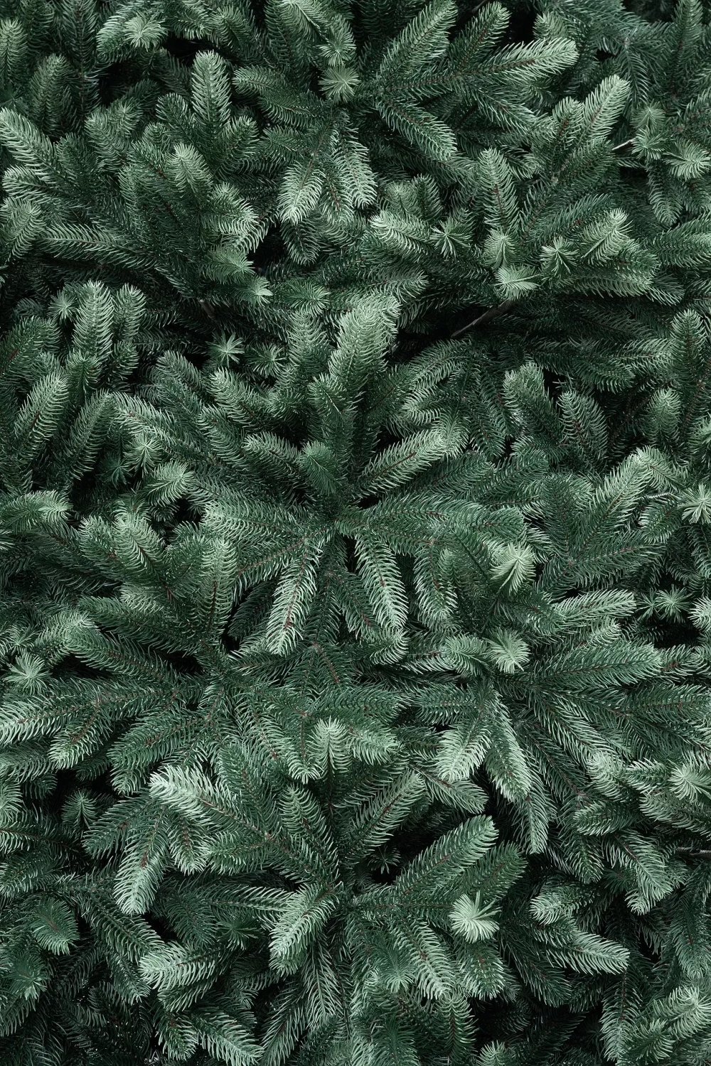 Искусственная ель Царская 3 м., ствольная, интерьерная, 100% Литая хвоя, ЕлкиТорг (194300)