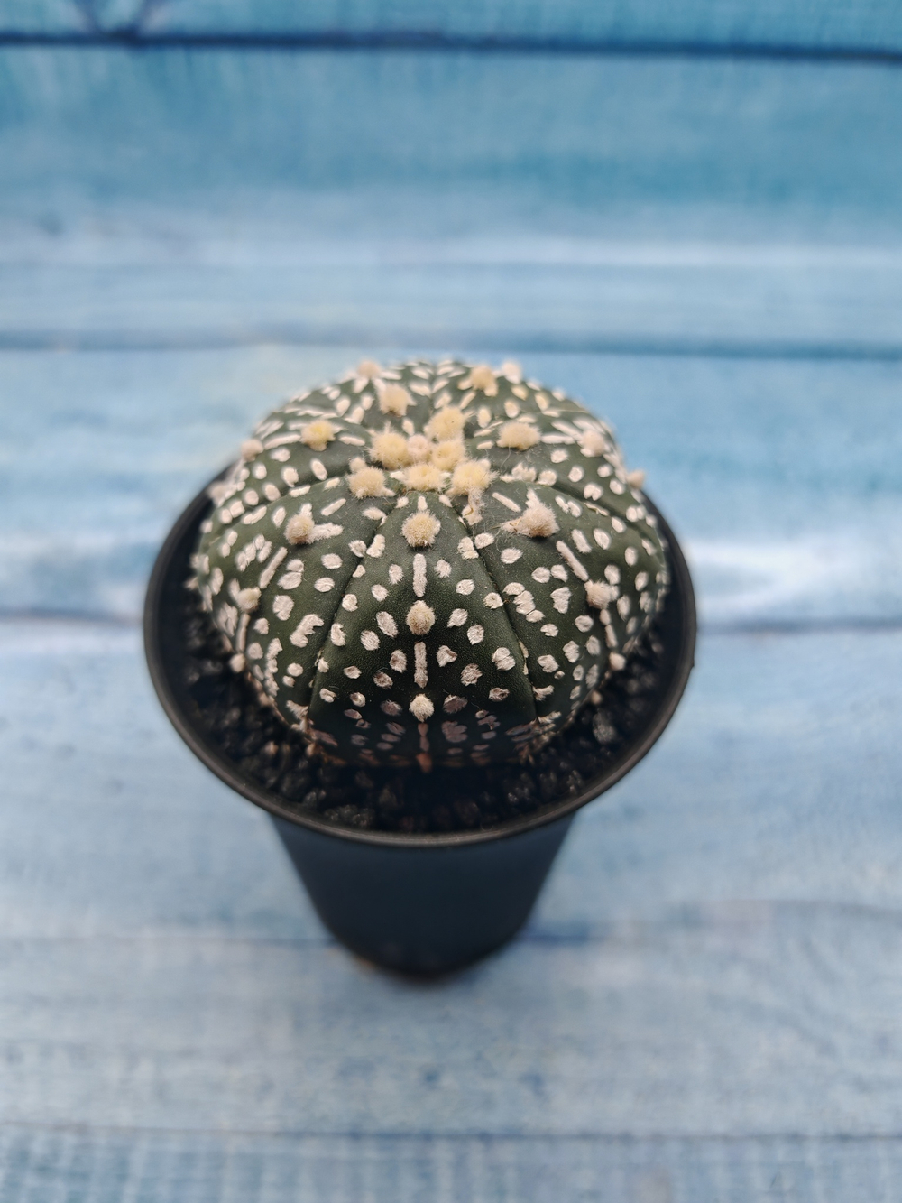Astrophytum Asterias (Астрофитум)