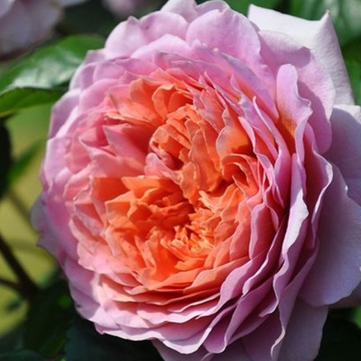 Роза Айсфогель С4 Закупка М16 июнь 2026