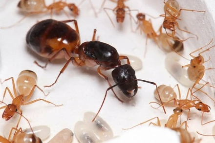 Муравьи Camponotus sanctus (Крупные африканские муравьи)