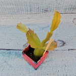 Schlumbergera Thor Vita (Декабрист)