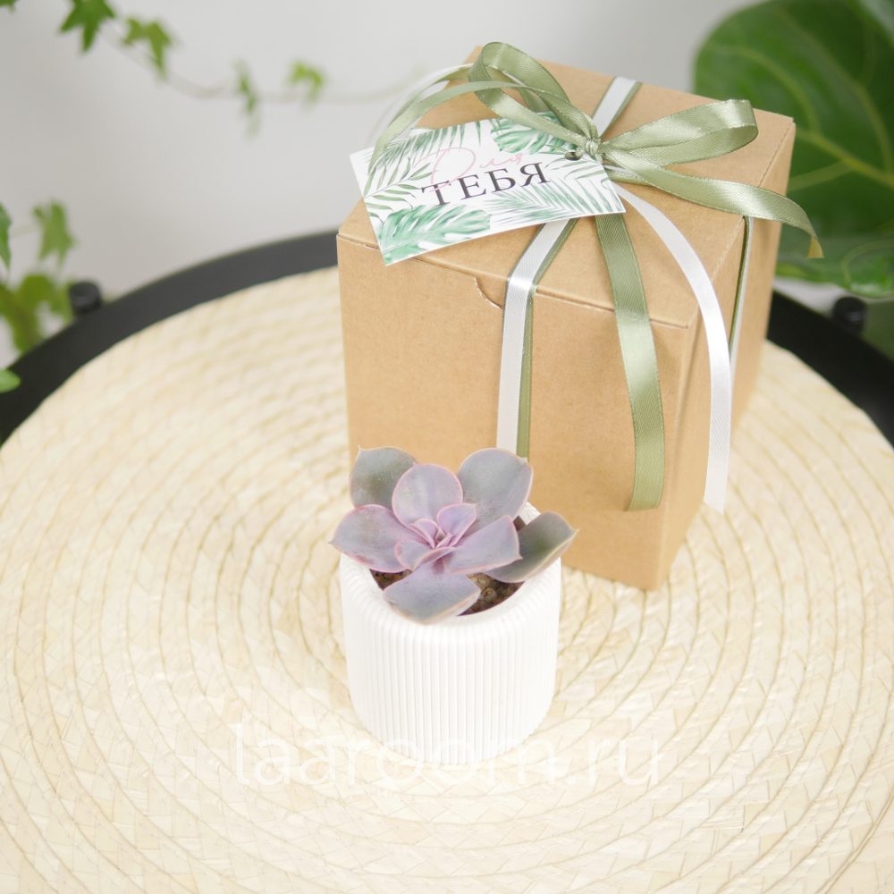 Суккулент в кашпо №1