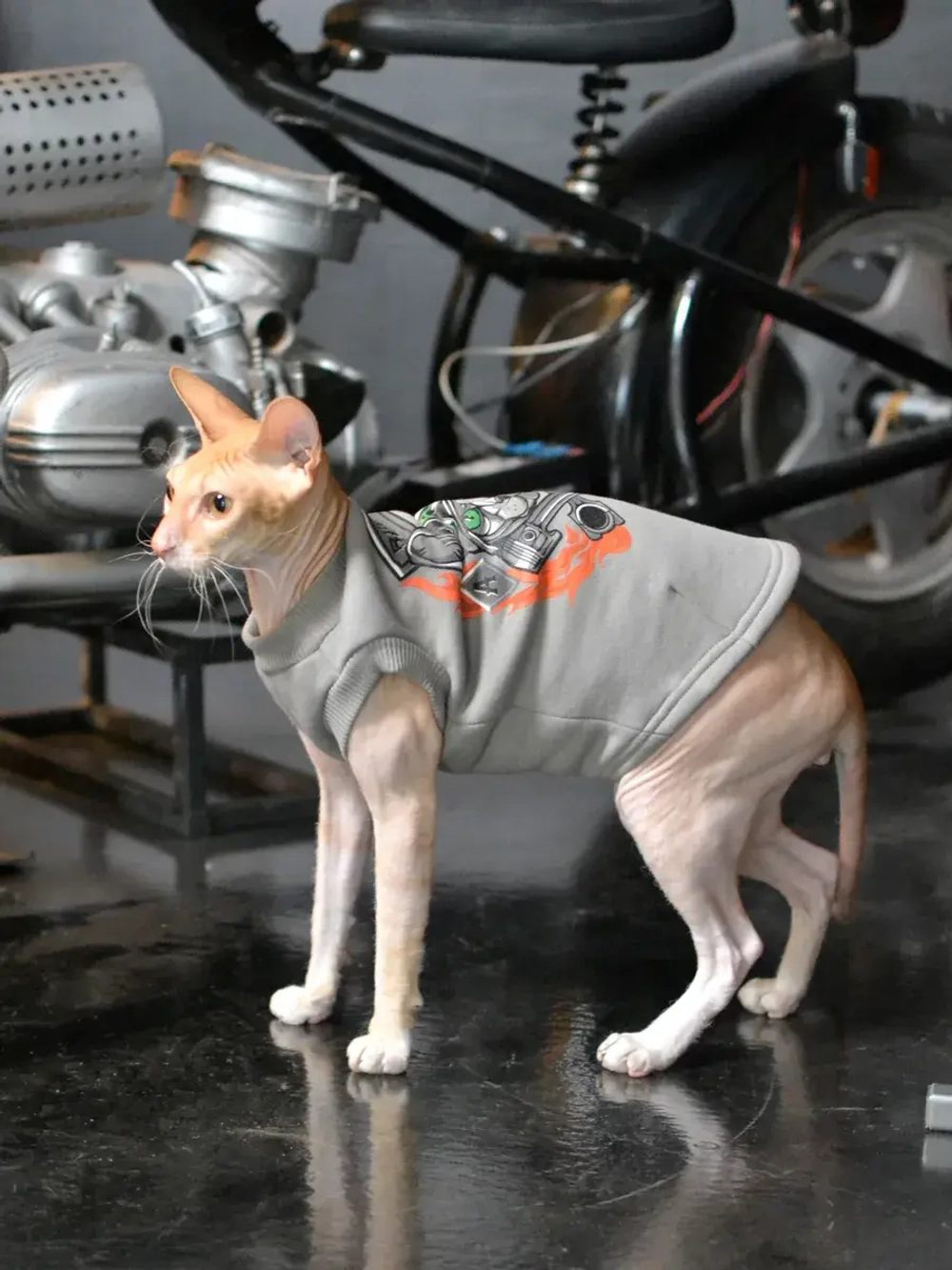 Одежда для кошек сфинкс